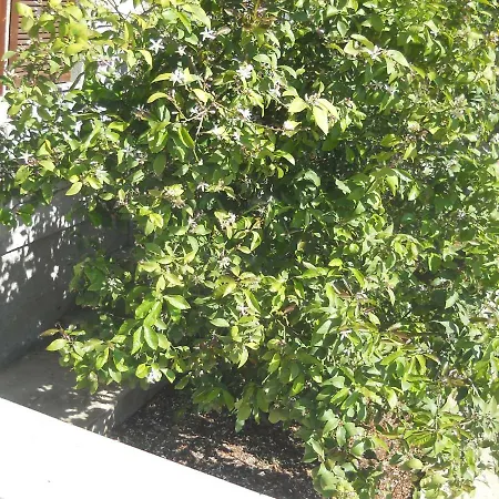 Apartman Anz